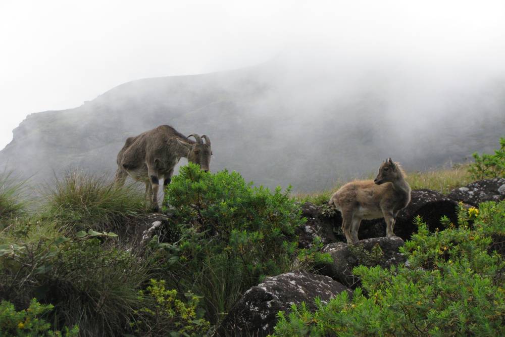 Eravikulam National Park (2).jpg